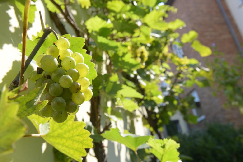 Hotel-Pension Mandy - Adults Only Senftenberg Εξωτερικό φωτογραφία